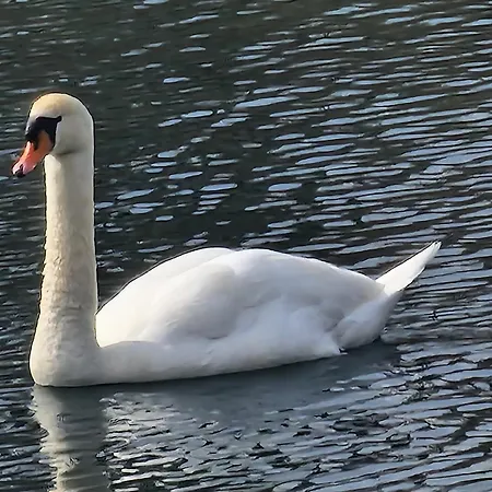 L'aixotique Apartament